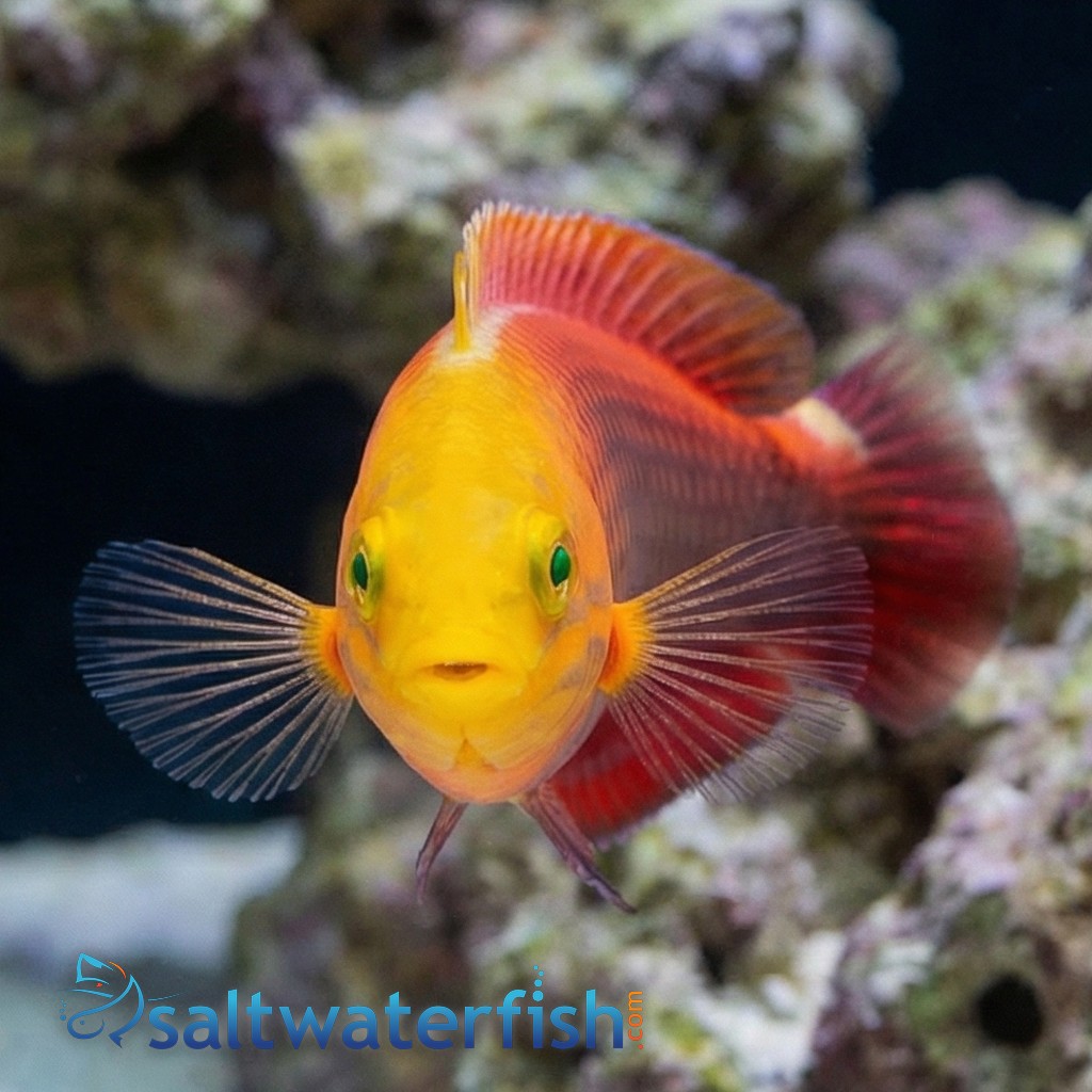 Radiant Wrasse - Red Sea