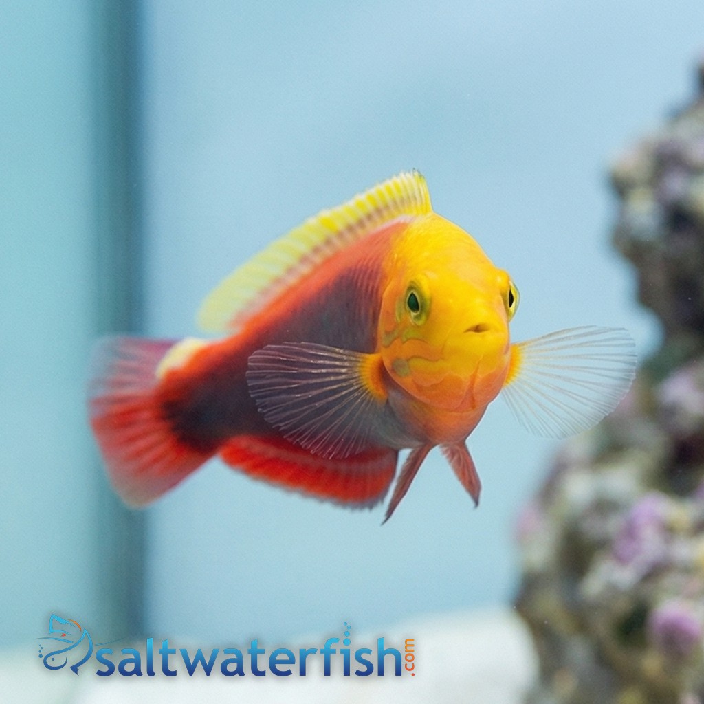 Radiant Wrasse - Red Sea