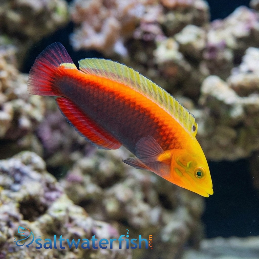 Radiant Wrasse - Red Sea