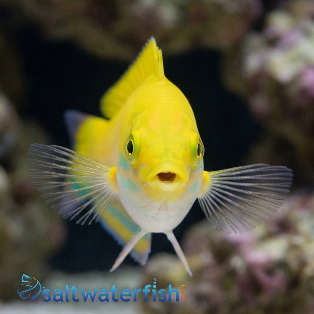 Canarytop Wrasse