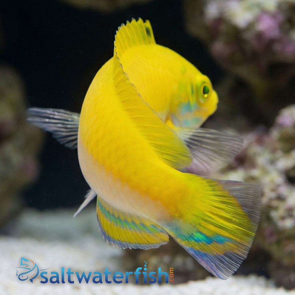 Canarytop Wrasse