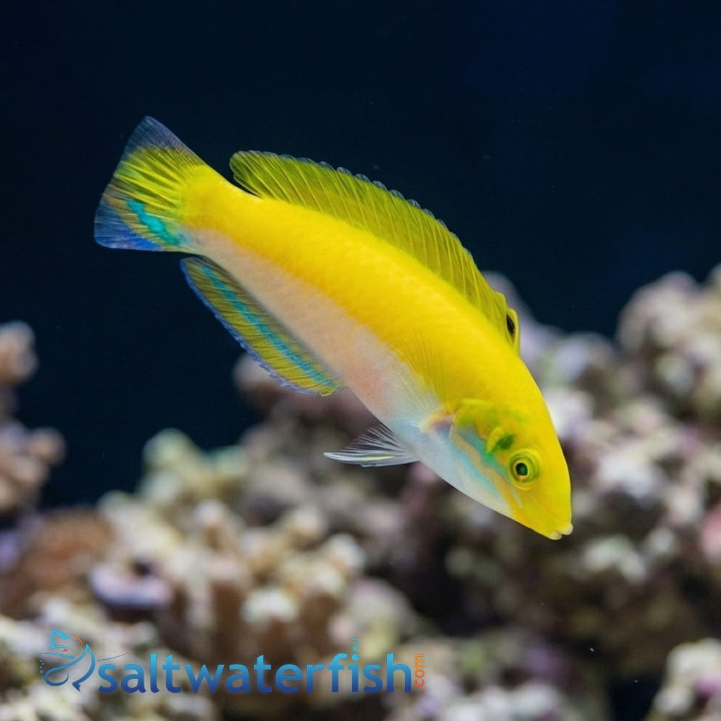 Canarytop Wrasse