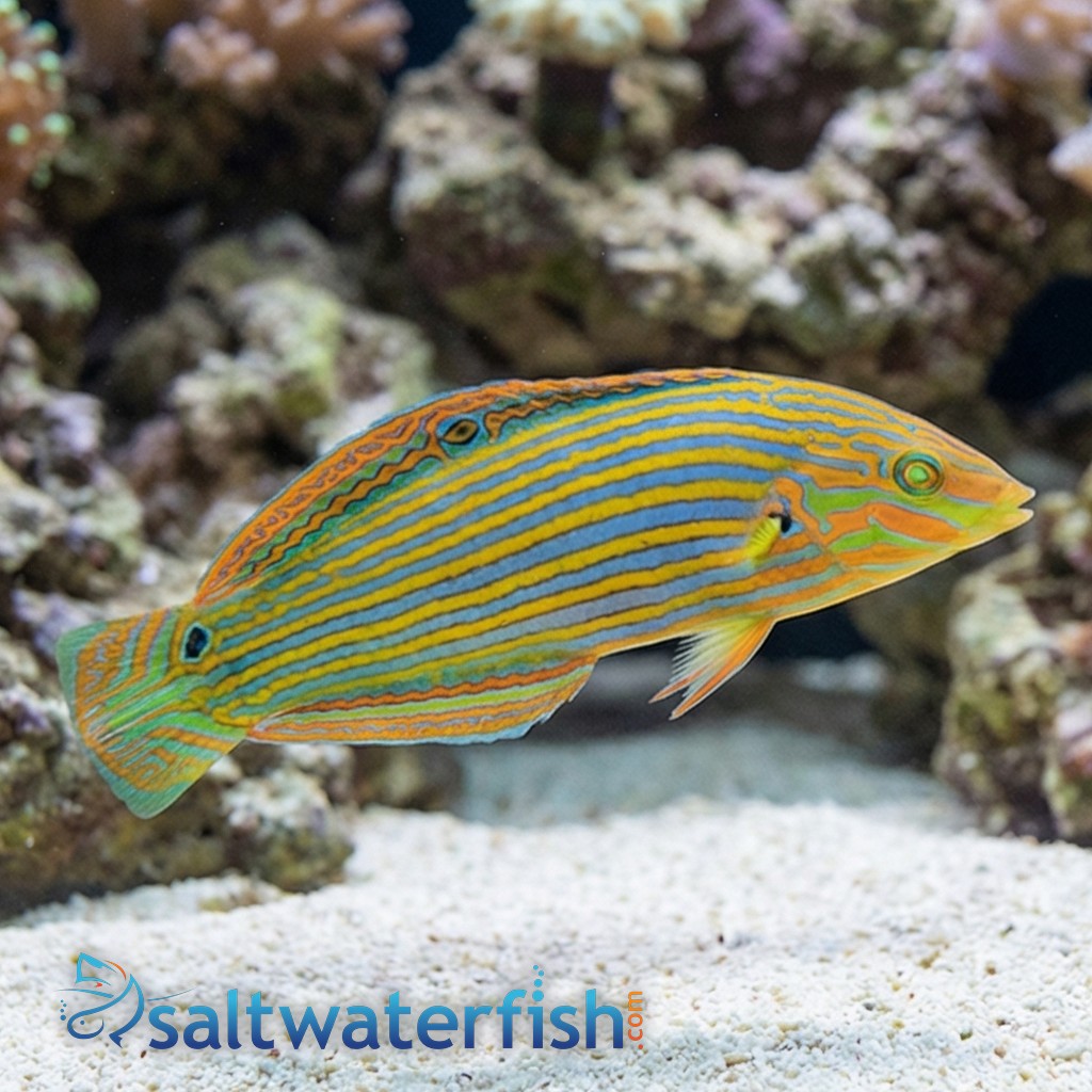 Melanarus Wrasse: Female - MAC Certified
