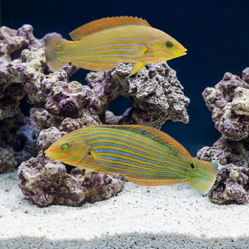 Melanarus Wrasse: Female - MAC Certified