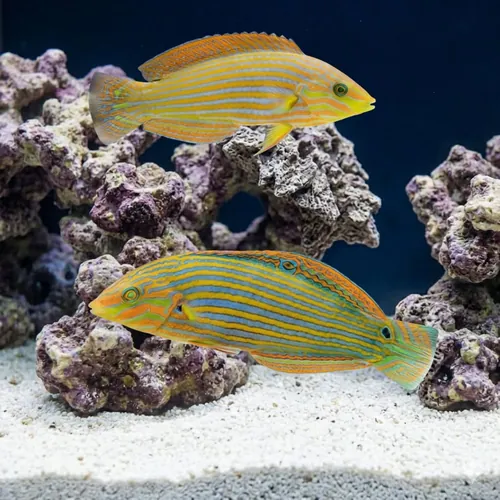 Melanarus Wrasse: Female - MAC Certified
