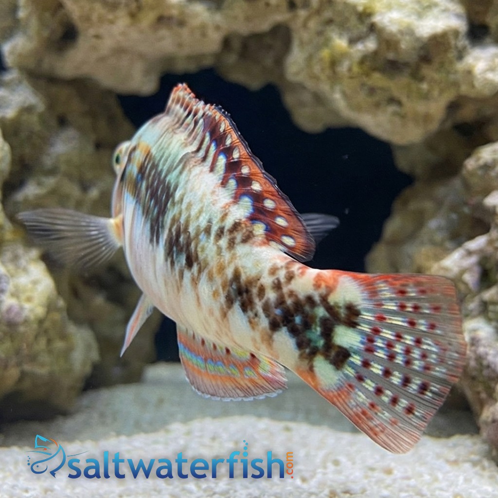 Pink Belly Wrasse