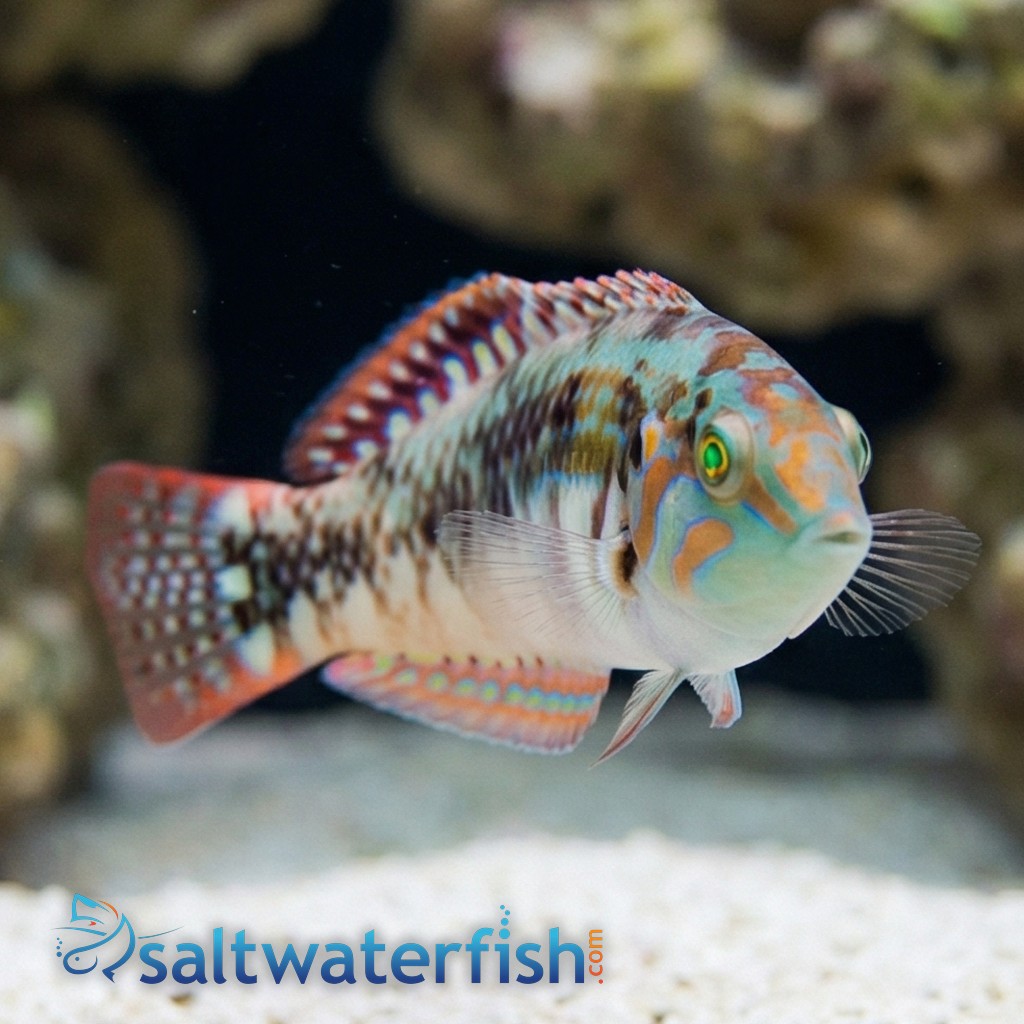 Pink Belly Wrasse