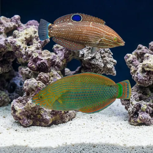 Dusky Wrasse