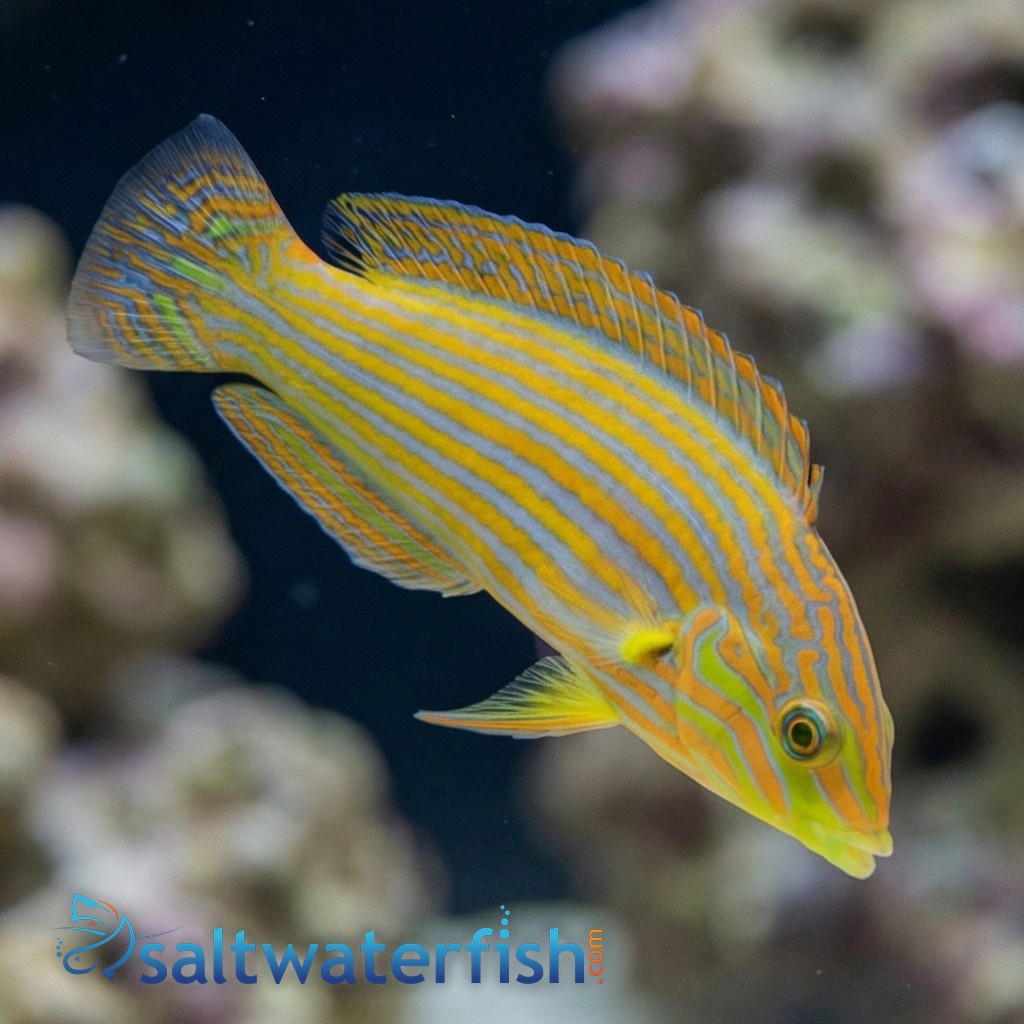 Melanarus Wrasse