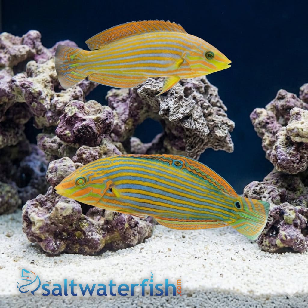 Melanarus Wrasse