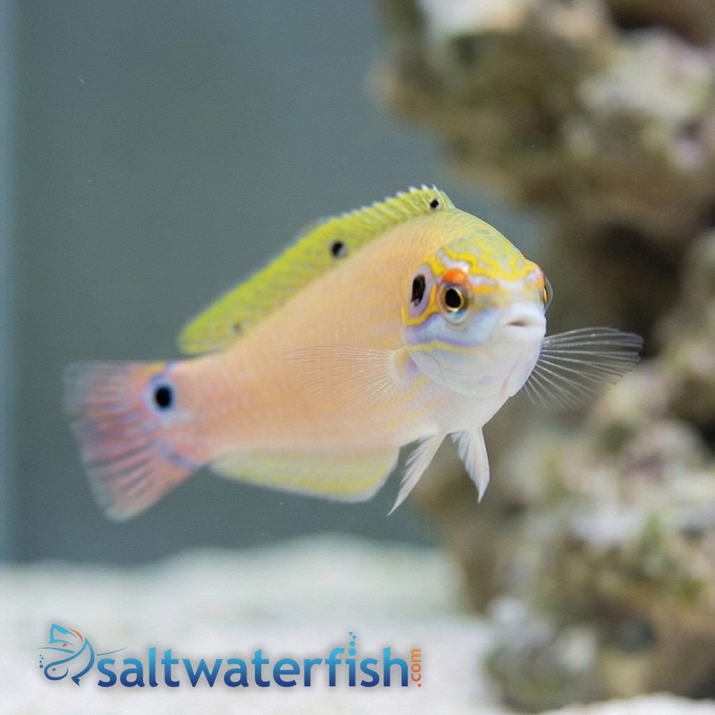 Earmuff Wrasse