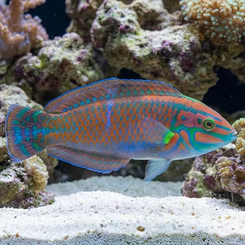 Christmas Wrasse - Hawaii