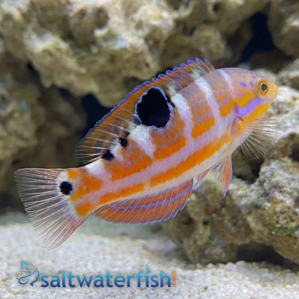 Pudding Wife Wrasse