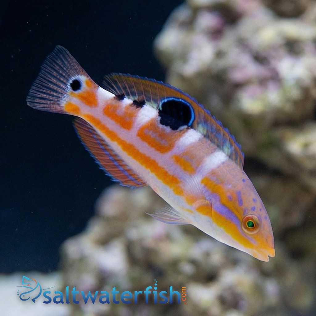 Pudding Wife Wrasse
