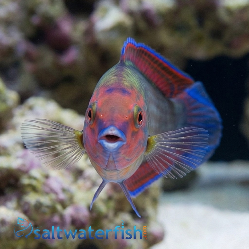 Red Head Wrasse Male - Indo Pacific