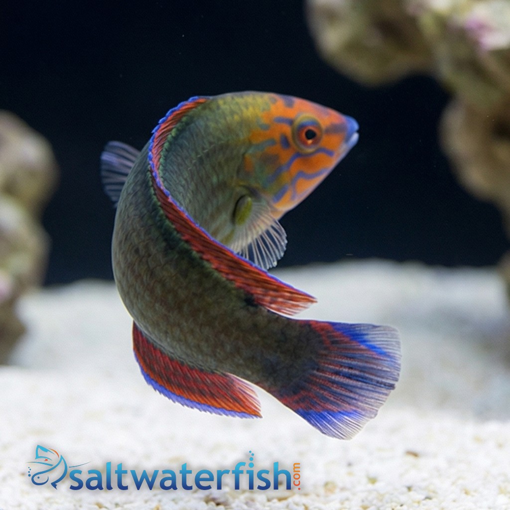Red Head Wrasse Male - Indo Pacific