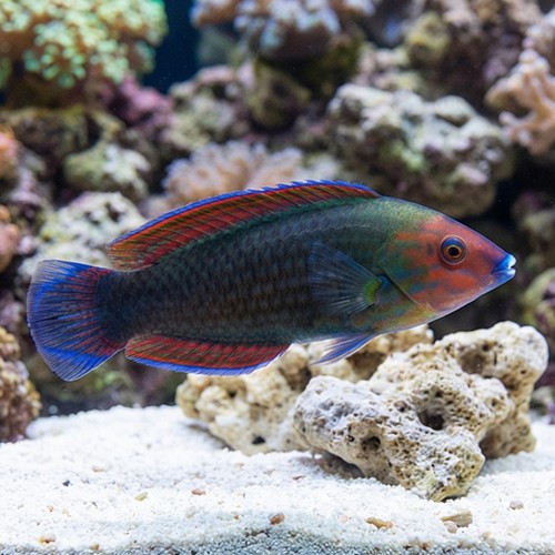 Red Head Wrasse Male - Indo Pacific