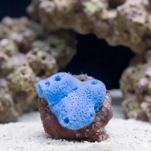 Blue Sponge: Nano - Aquacultured