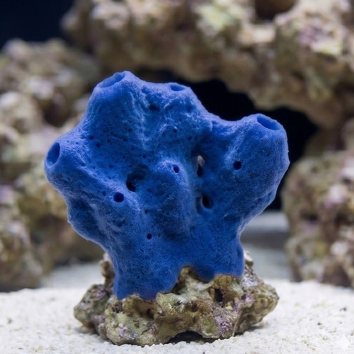 Blue Sponge: Aquacultured