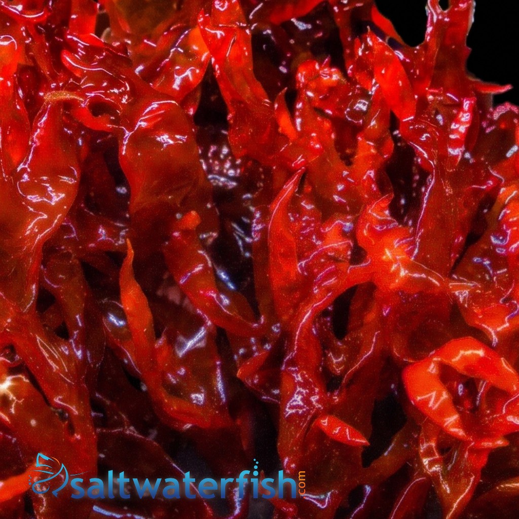 Dragon's Breath Macroalgae - Aquacultured