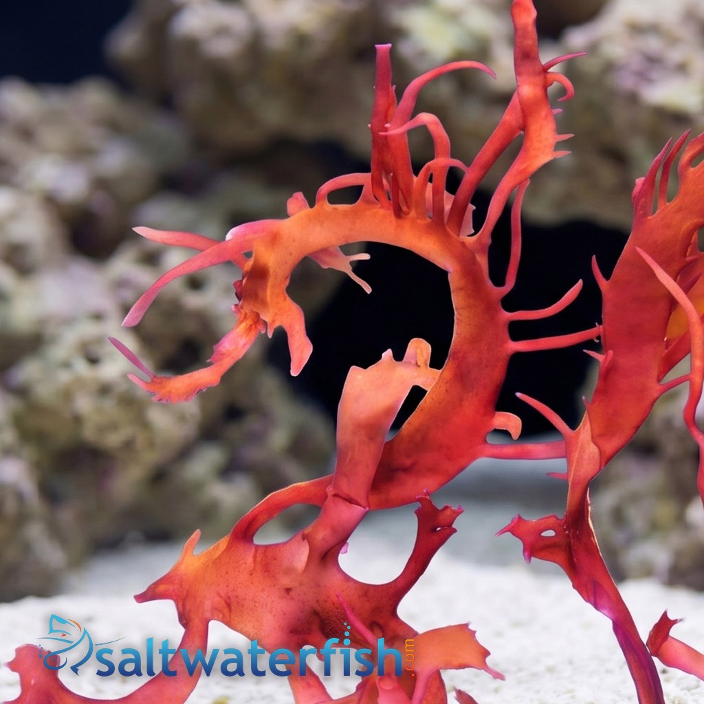 Dragon's Breath Macroalgae - Aquacultured