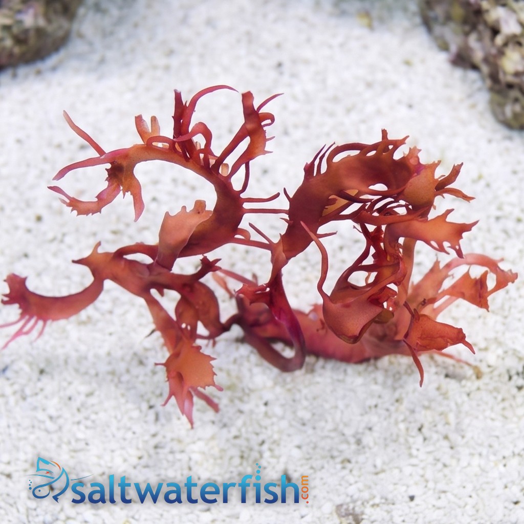 Dragon's Breath Macroalgae - Aquacultured