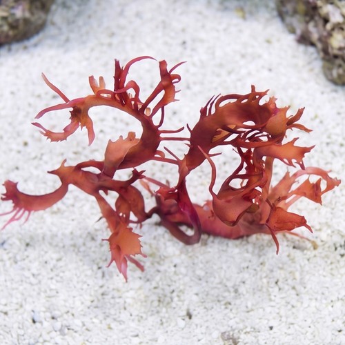 Dragon's Breath Macroalgae - Aquacultured