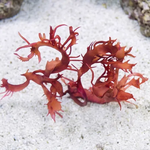 Dragon's Breath Macroalgae - Aquacultured