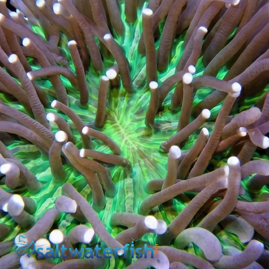 Long Tentacle Plate Coral: Green