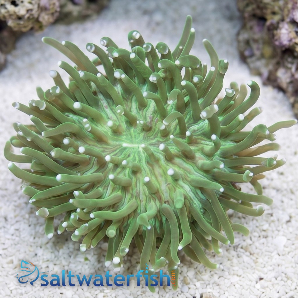 Long Tentacle Plate Coral: Green