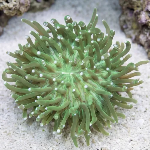 Long Tentacle Plate Coral: Green