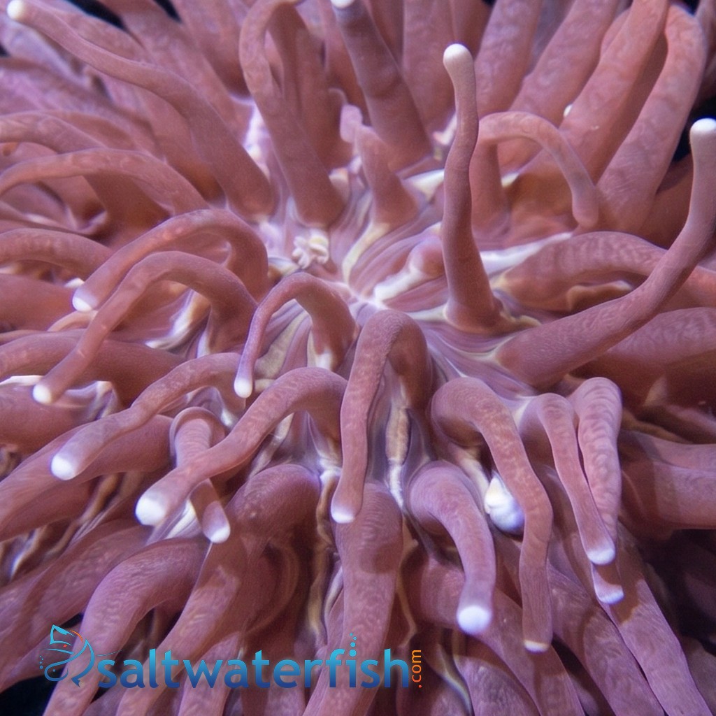 Long Tentacle Plate Coral - Australia