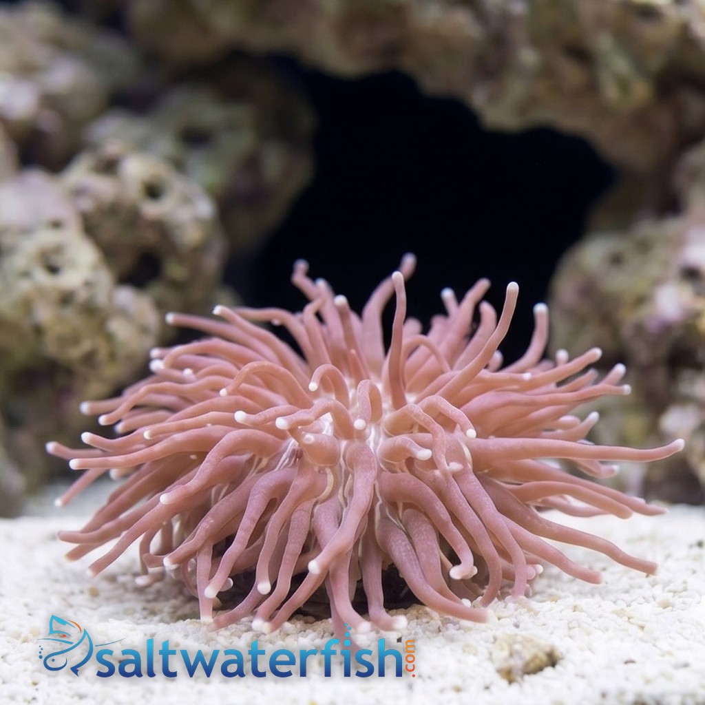 Long Tentacle Plate Coral - Australia