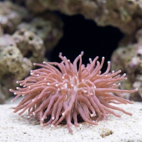 Long Tentacle Plate Coral - Australia