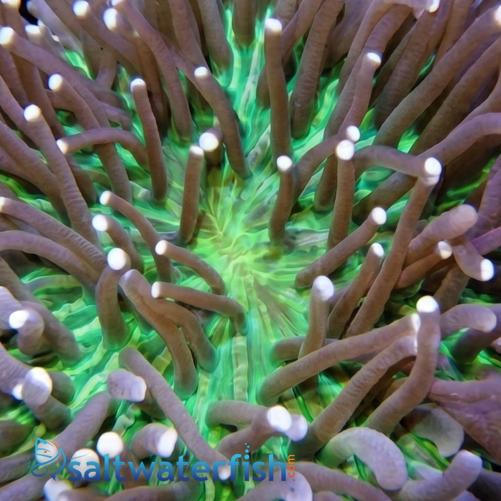 Long Tentacle Plate Coral: Purple w/ Green - Australia