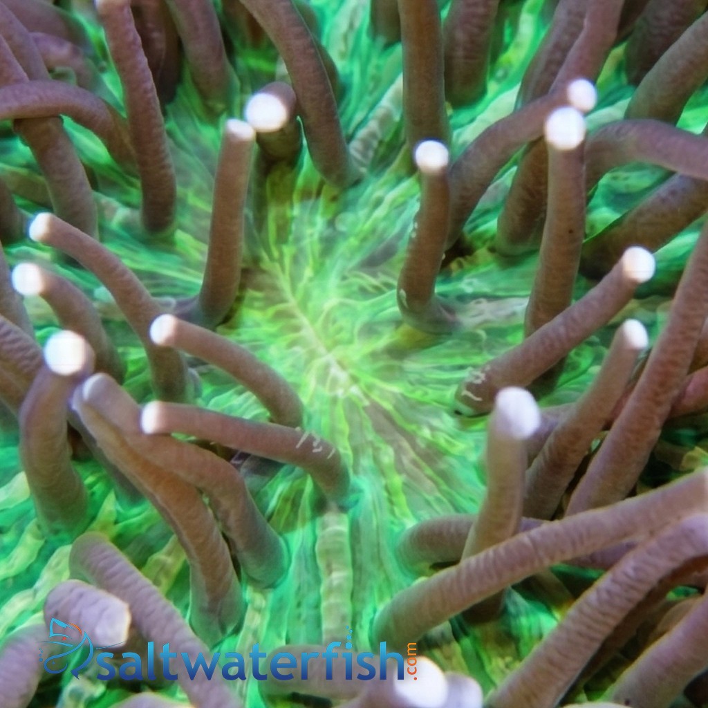 Long Tentacle Plate Coral: Purple w/ Green - Australia