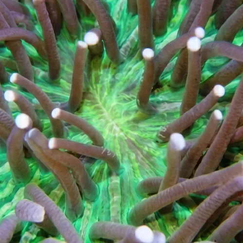 Long Tentacle Plate Coral: Purple w/ Green - Australia
