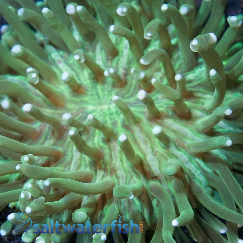 Plate Coral - Long Tentacle