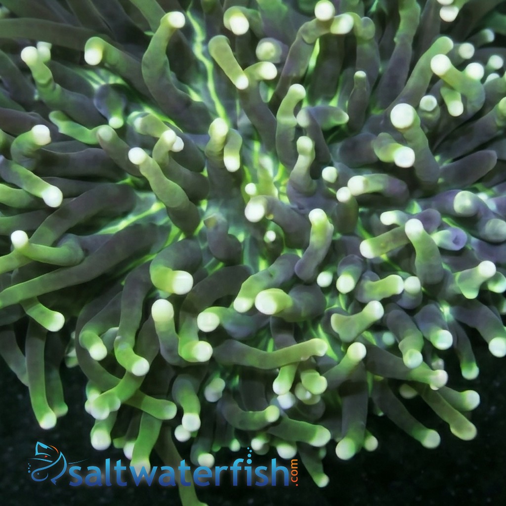 Plate Coral - Long Tentacle