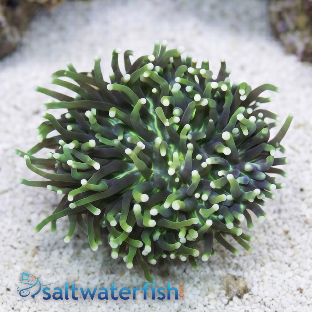 Plate Coral - Long Tentacle