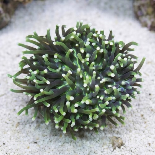 Plate Coral - Long Tentacle
