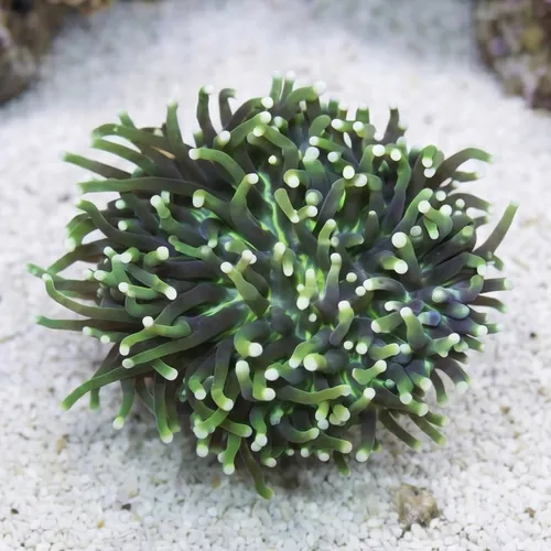 Plate Coral - Long Tentacle