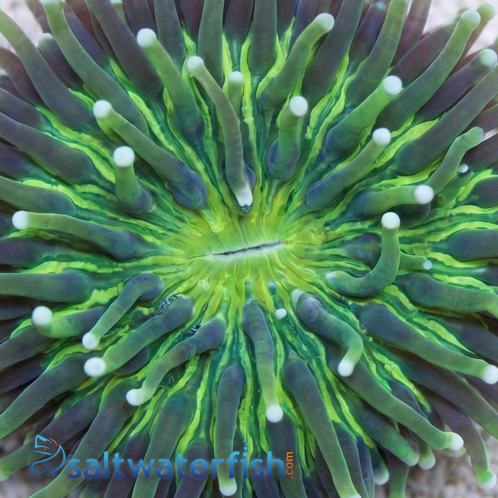Fungia Plate Coral: Toxic Yellow w/ Long Green Polyps 
