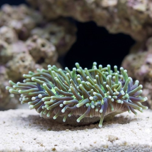 Fungia Plate Coral: Toxic Yellow w/ Long Green Polyps 