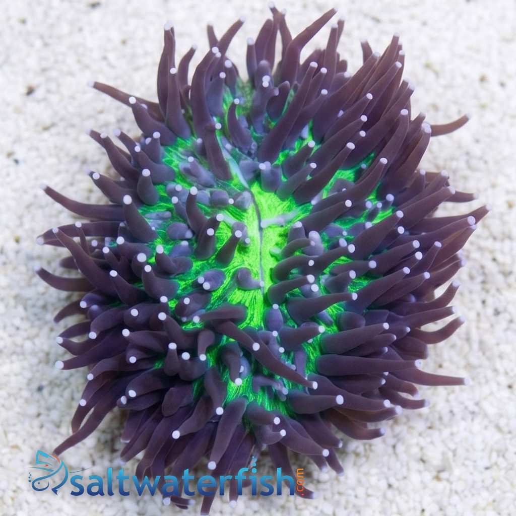 Fungia Plate Coral: Green w/ Long Pink Polyps - Australia