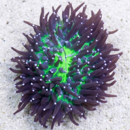 Fungia Plate Coral: Green w/ Long Pink Polyps - Australia