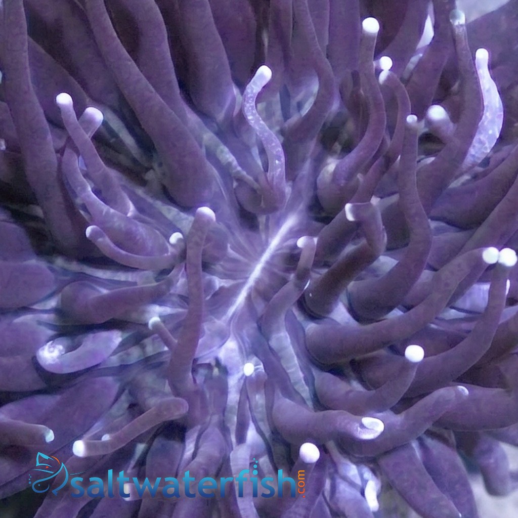 Fungia Plate Coral: Purple Center w/ Long Pink Polyps - Australia