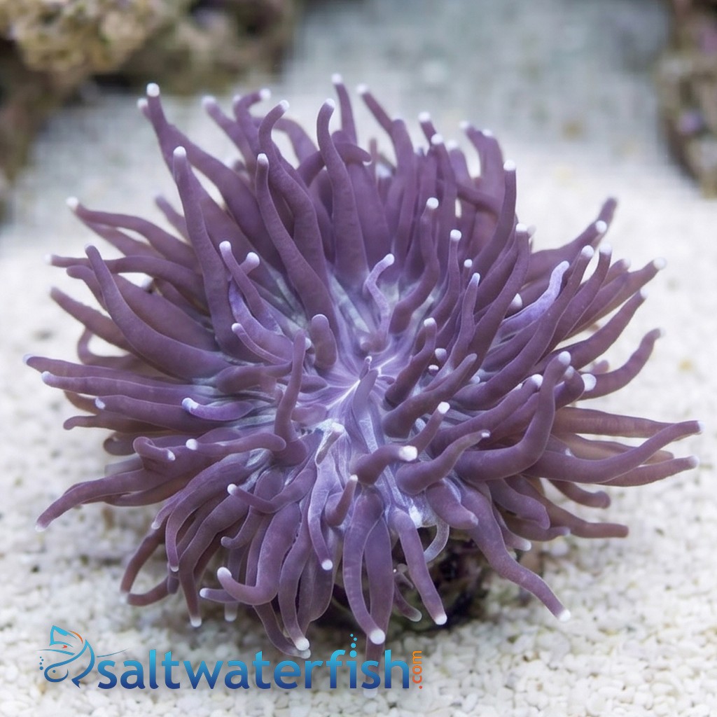 Fungia Plate Coral: Purple Center w/ Long Pink Polyps - Australia