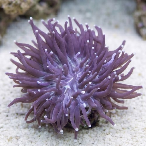 Fungia Plate Coral: Purple Center w/ Long Pink Polyps - Australia
