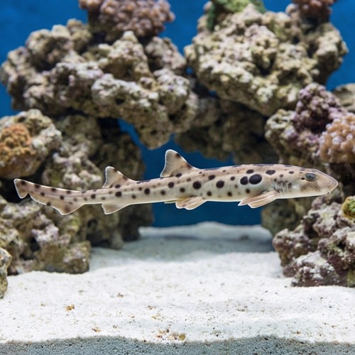 Epaulette Shark